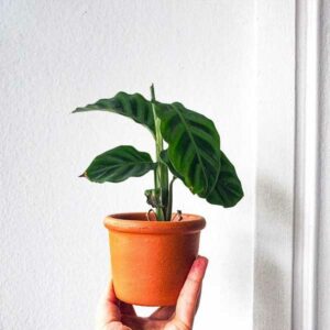 instagram-01-anne-murielle-lawrenz-bueropflanze-design-bewerbung-aachen