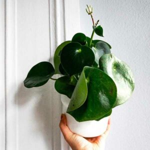 instagram-02-anne-murielle-lawrenz-bueropflanze-design-bewerbung-aachen