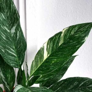 instagram-03-anne-murielle-lawrenz-bueropflanze-design-bewerbung-aachen