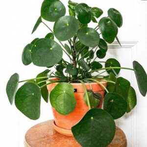 instagram-04-anne-murielle-lawrenz-bueropflanze-design-bewerbung-aachen