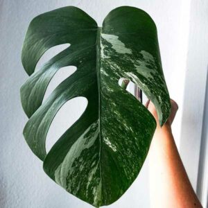 instagram-05-anne-murielle-lawrenz-bueropflanze-design-bewerbung-aachen