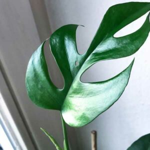 instagram-06-anne-murielle-lawrenz-bueropflanze-design-bewerbung-aachen