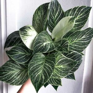 instagram-07-anne-murielle-lawrenz-bueropflanze-design-bewerbung-aachen